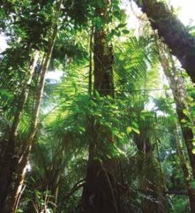 Propiedades del Árbol Huacaparana