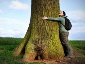 Para qué sirve el Árbol Cetico