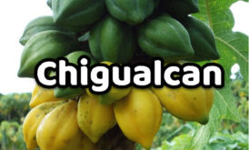 Chigualcan