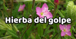 Hierba del golpe