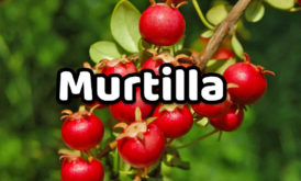 Murtilla