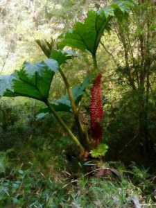 Otras propiedades y usos de la planta de nalca