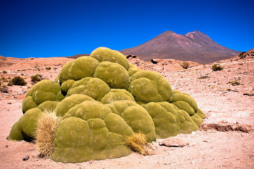 Propiedades de la yareta