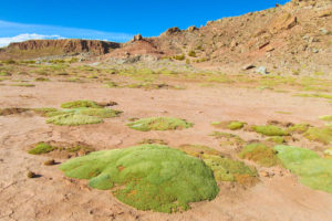 Propiedades medicinales de la yareta