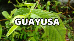 guayusa