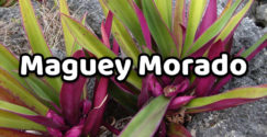 Maguey Morado