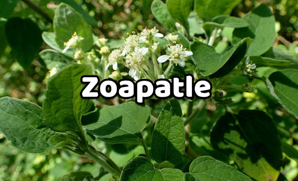 Zoapatle